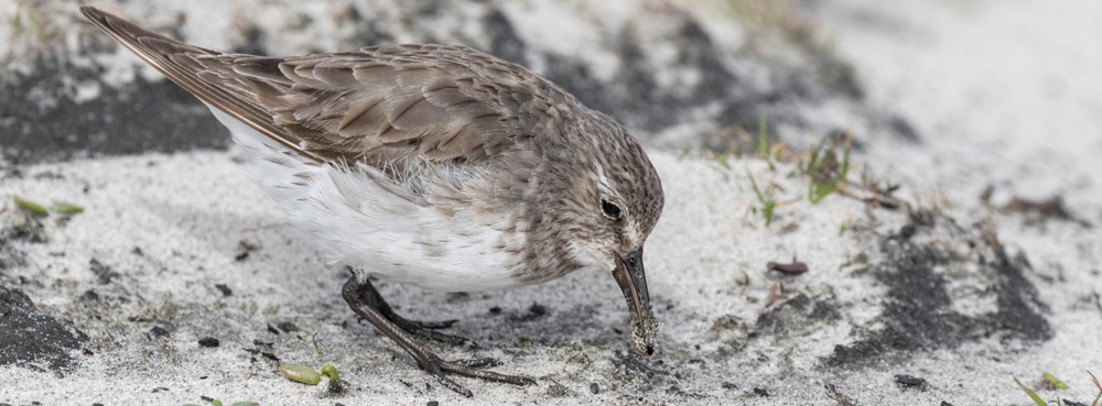 WHITE-RUMPED SANDPIPER Calidris fuscicollis 